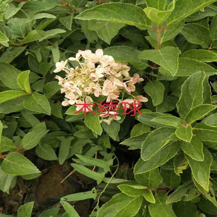 济南木绣球花卉  绣球苗子定制