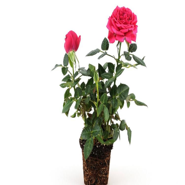 淄博月季  月季蔷薇  月季花园林 等你致电