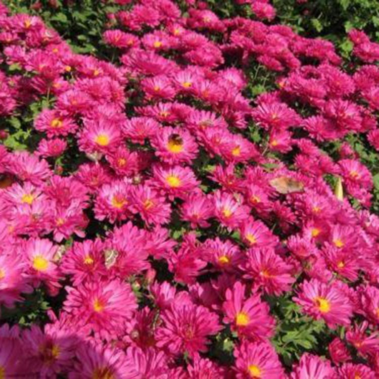 山东宿根草花供应 翠菊杯苗批发价格 订购报价
