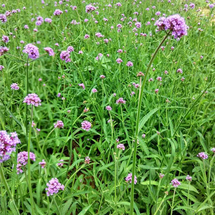马鞭草基地 马鞭草小苗种植基地 青州宿根花卉基地