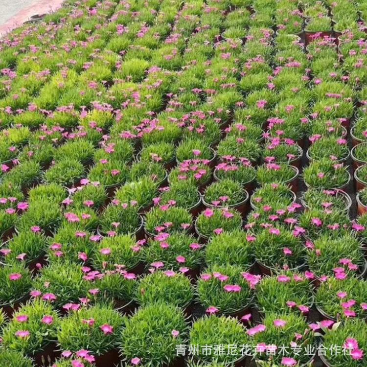 欧石竹小苗 欧石竹杯苗 欧石竹穴盘苗 大量供应