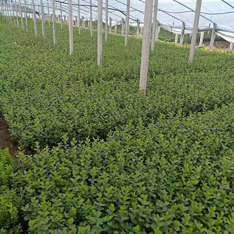 卫矛批发价格 山东卫矛种植基地 苇毛种植