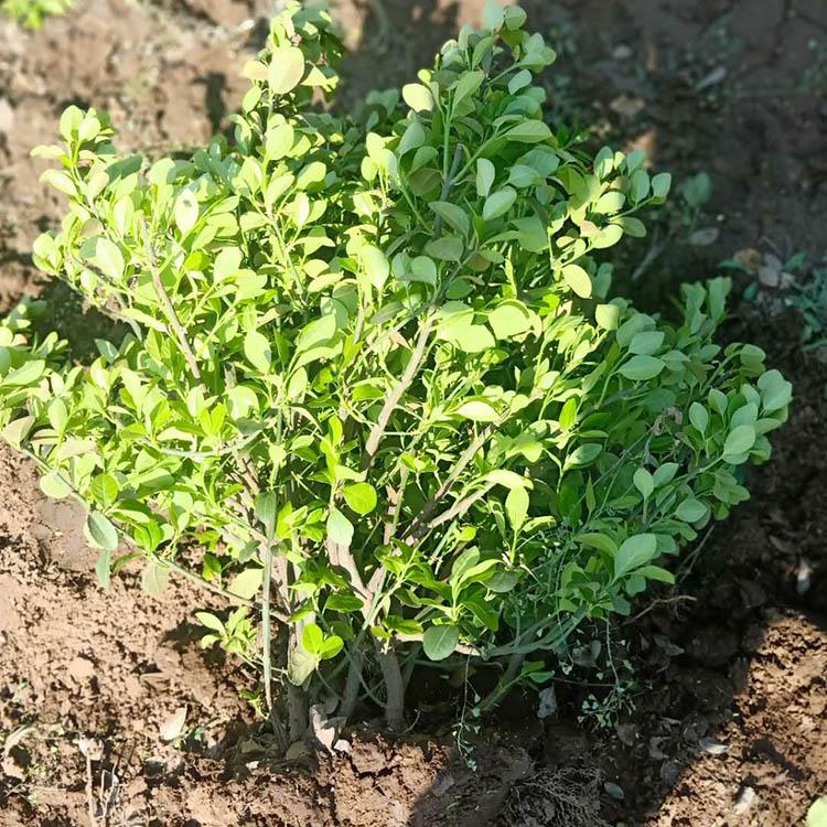山东卫矛球价格  多型号卫矛球 现货直销 量大优惠