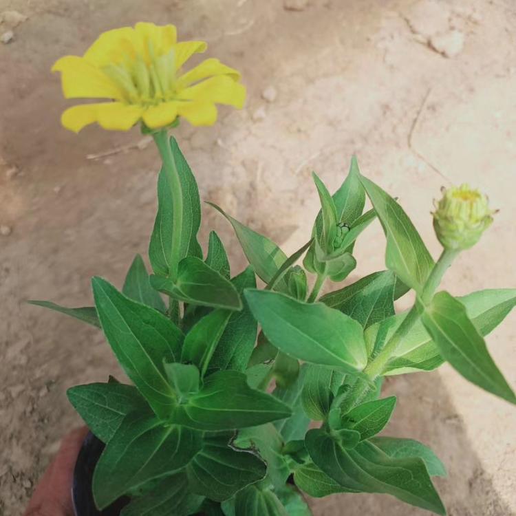 百日草 百日草供应 青州百日草批发 厂家供应百日草