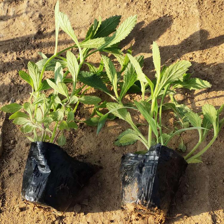 大量批发 马鞭草 柳叶马鞭草 草花基地直供
