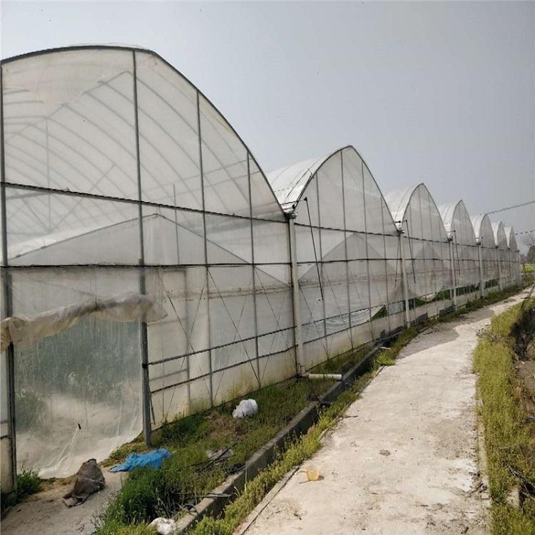 日光温室采摘大棚搭建  椭圆管养殖大棚 蔬菜种植大棚  恒丰温室