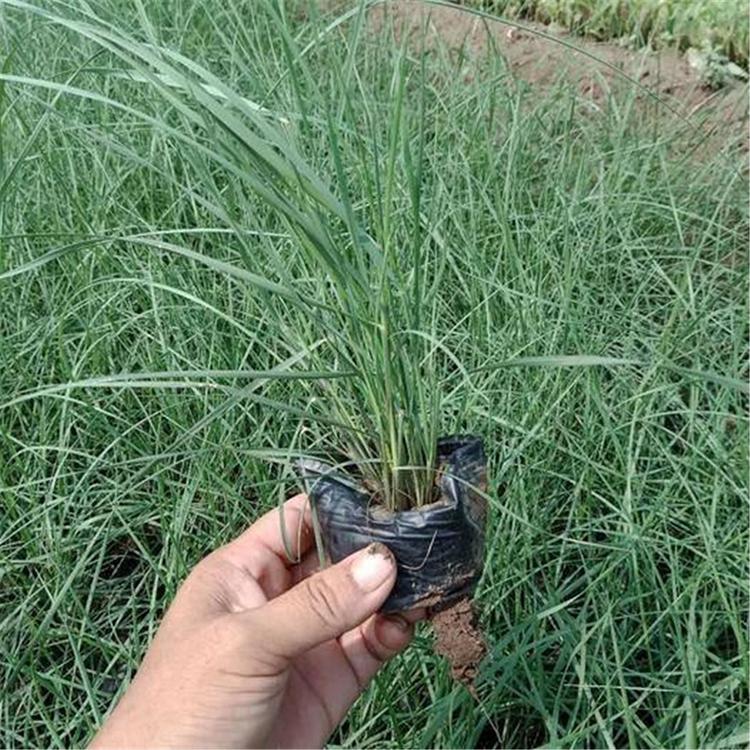 花海优良品种 粉黛乱子草价格 山东花海工程苗批发 粉黛乱子草小苗