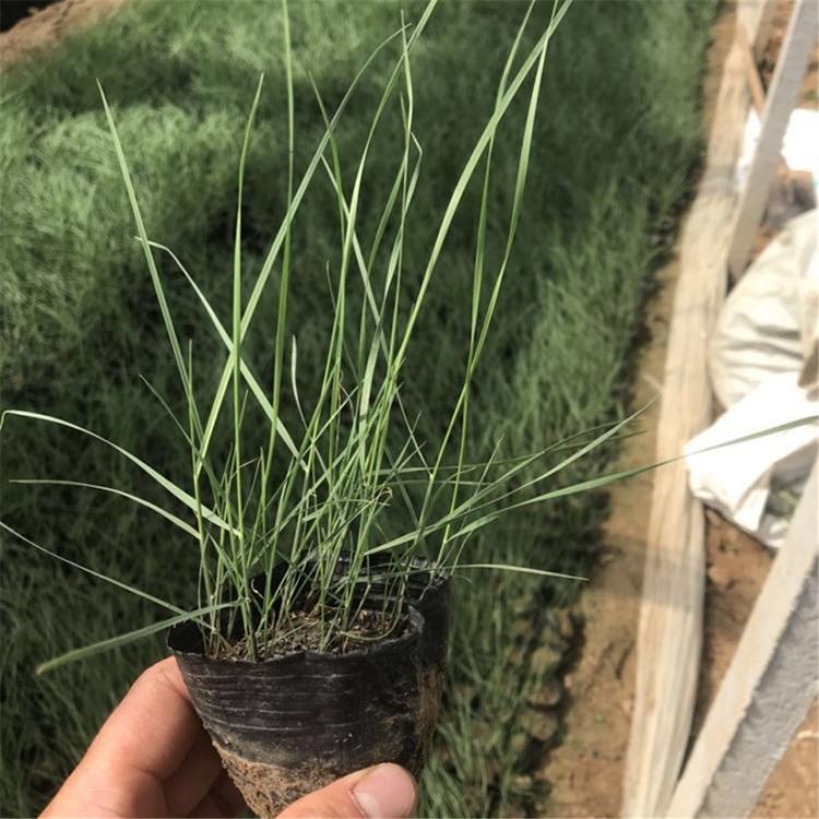 粉黛乱子草基地批发 观赏植物粉黛乱子草小苗