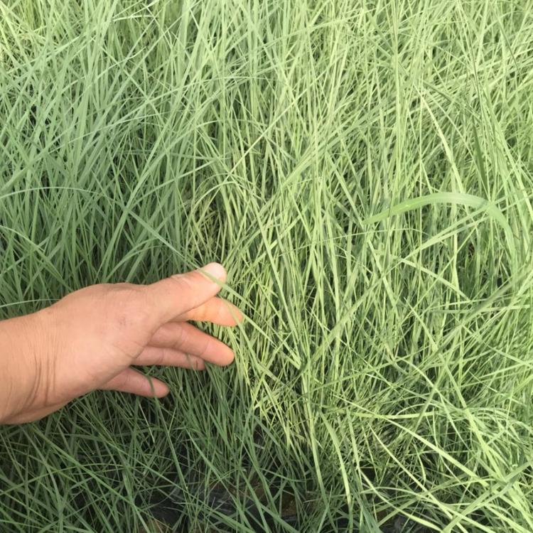 【万诺花卉】粉黛乱子草种植 山东花海工程苗批发