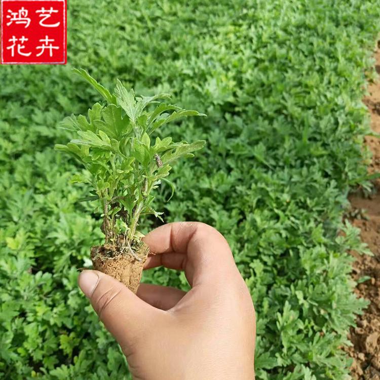 国庆菊小苗报价 耐寒花卉 山东国庆菊小苗