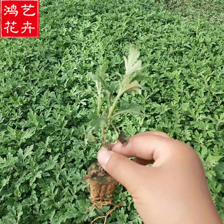 山东草花 国庆菊小苗 国庆菊小苗报价