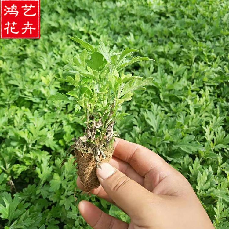 国庆菊杯苗报价 开花草花 山东国庆菊杯苗