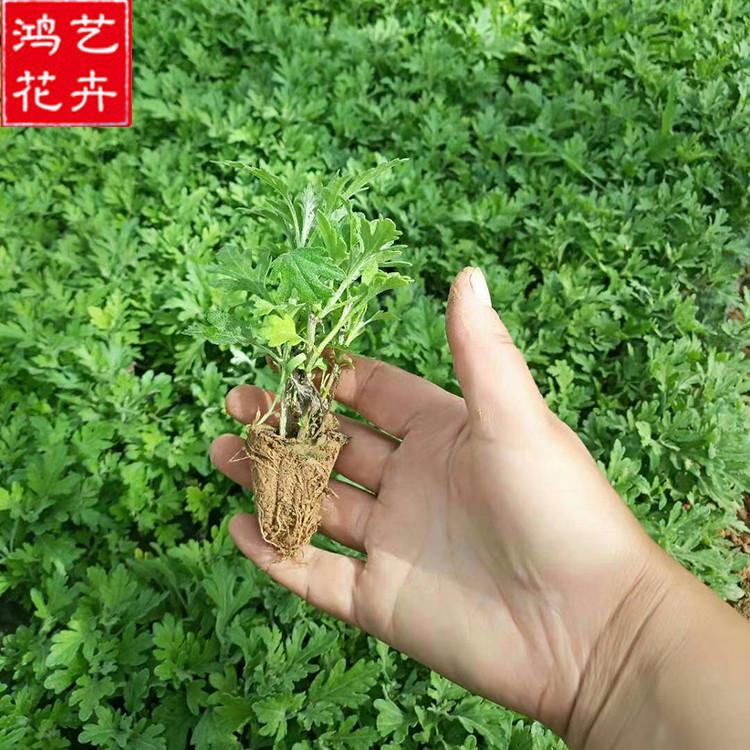 国庆菊杯苗种植基地 开花草花 山东国庆菊杯苗