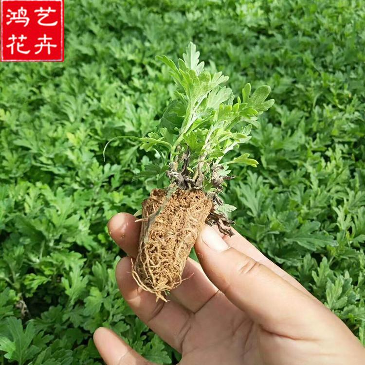 播种露天地被植物 国庆菊 国庆菊种植基地