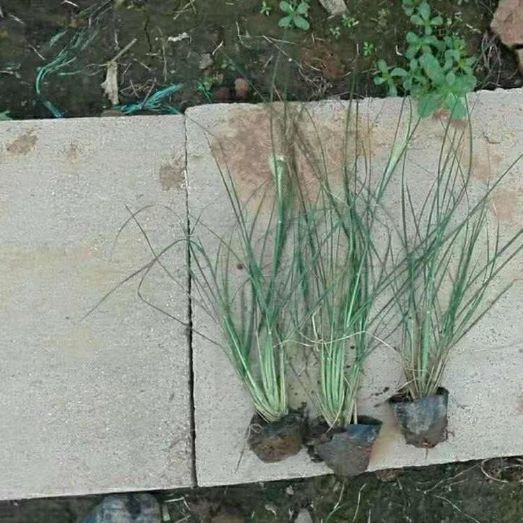 狼尾草苗供货商 苗圃供应 山东观赏草基地