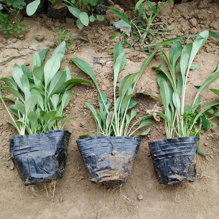 松果菊批发商 量大优惠 山东松果菊