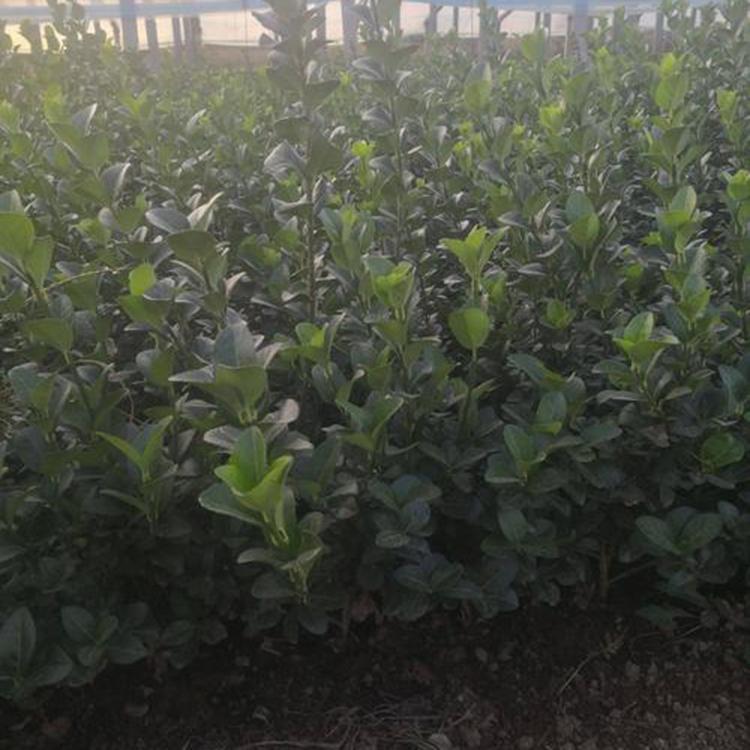 我苗圃批发卫矛小苗 山东卫矛小苗销售