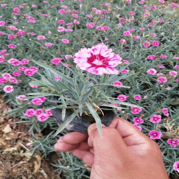 淄博彩虹石竹小苗  彩虹石竹  双色盆彩虹石竹零售 价格合理