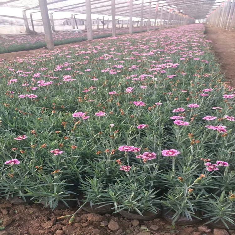 潍坊地被彩虹石竹  彩虹石竹  粉色彩虹石竹培育 详情咨询
