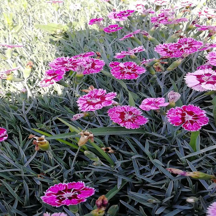 山东地被彩虹石竹  彩虹石竹  粉色彩虹石竹出售 优惠多多