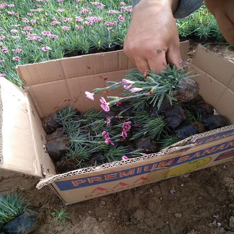 淄博地被彩虹石竹  彩虹石竹  粉色彩虹石竹批发 支持发货