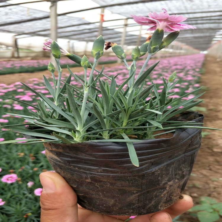 济南彩虹石竹  双色盆彩虹石竹  彩虹石竹苗出售 价格合理