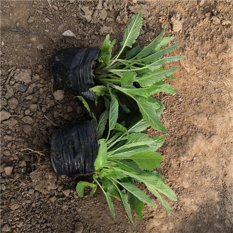 鼠尾草营养杯苗 鼠尾草景观工程苗