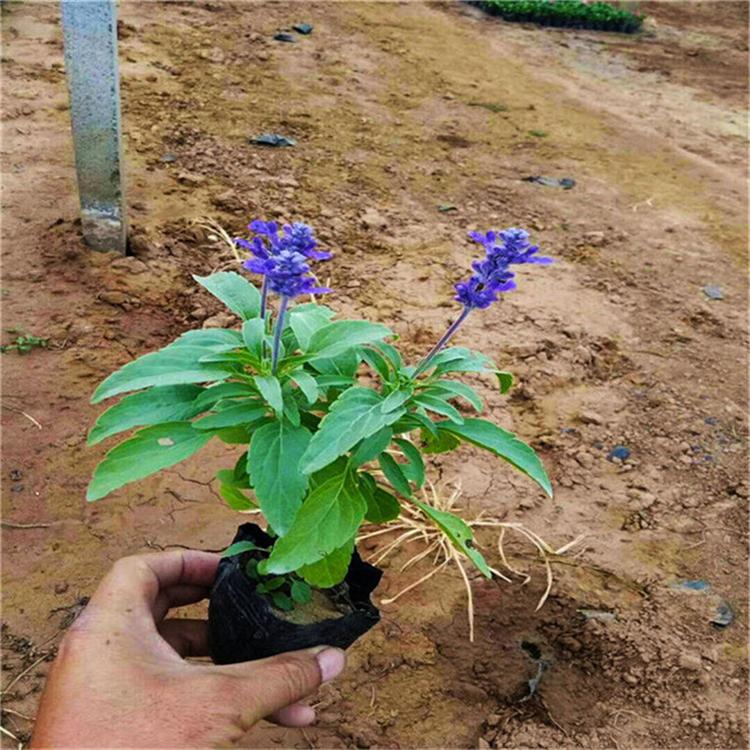 承玉花卉 鼠尾草幼苗 鼠尾草绿化苗木