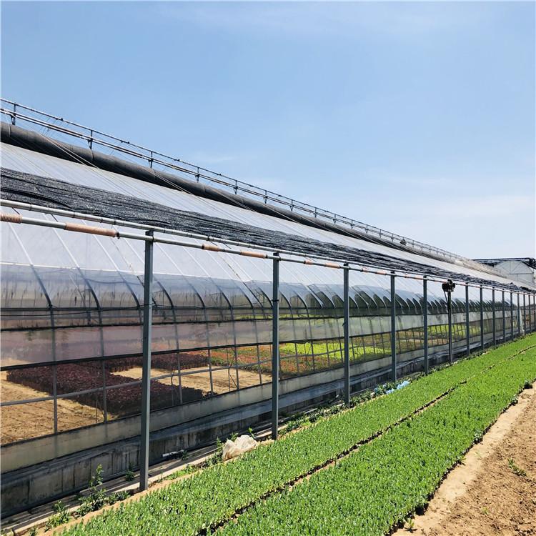 专业日光温室大棚厂家 承建日光温室大棚造价