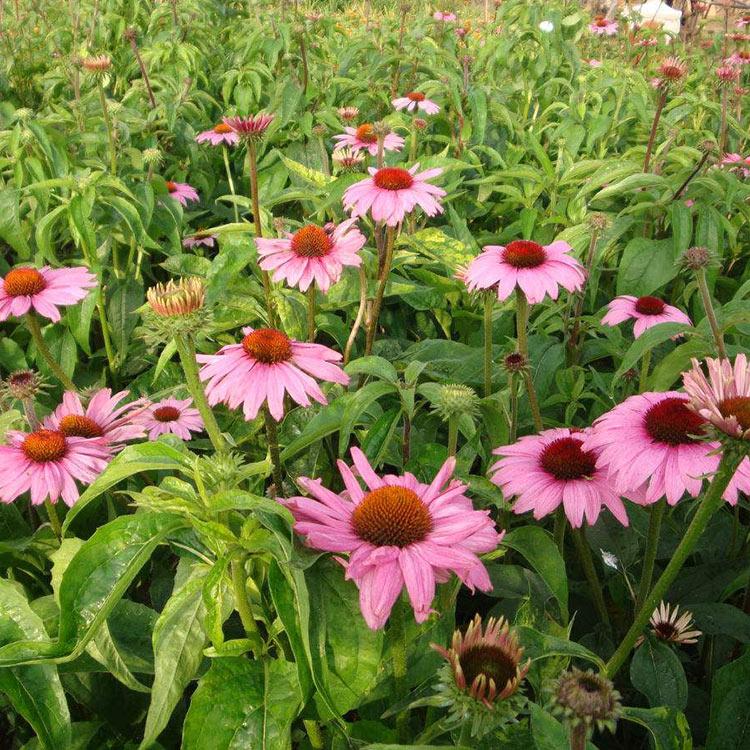 松果菊 一二年宿根花卉 松果菊批发
