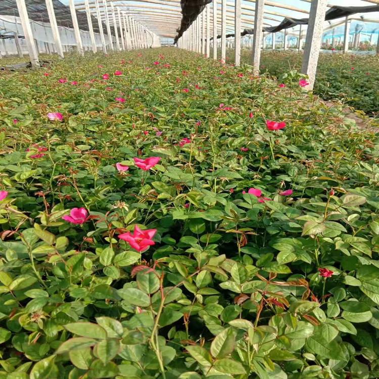 临沂月季苗    丰花月季苗子  月季报价