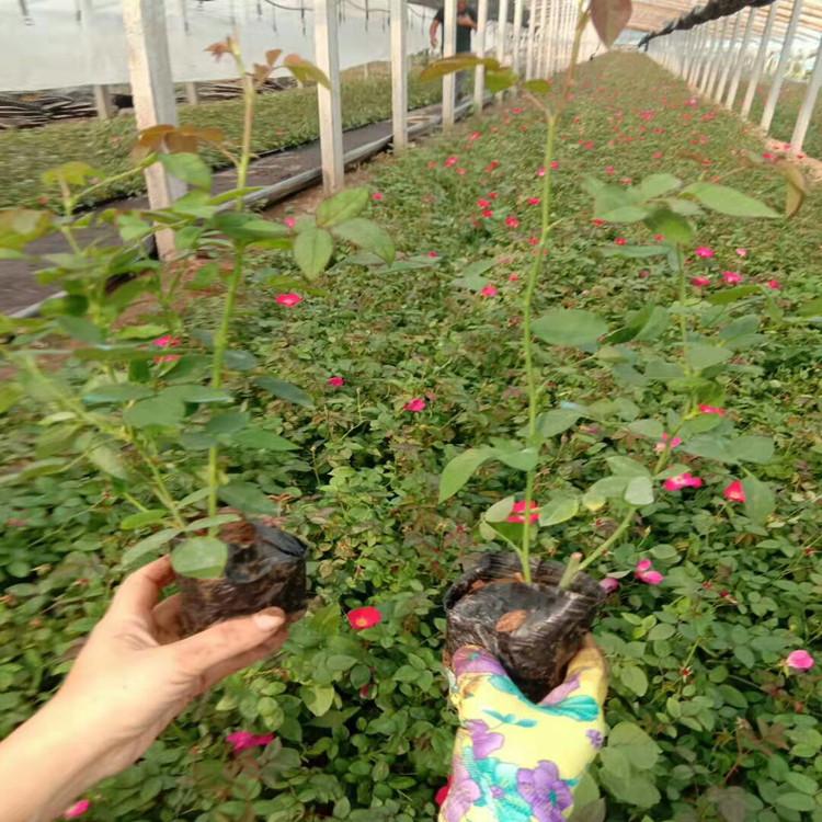 临朐大花月季   品种月季  丰花月季订购