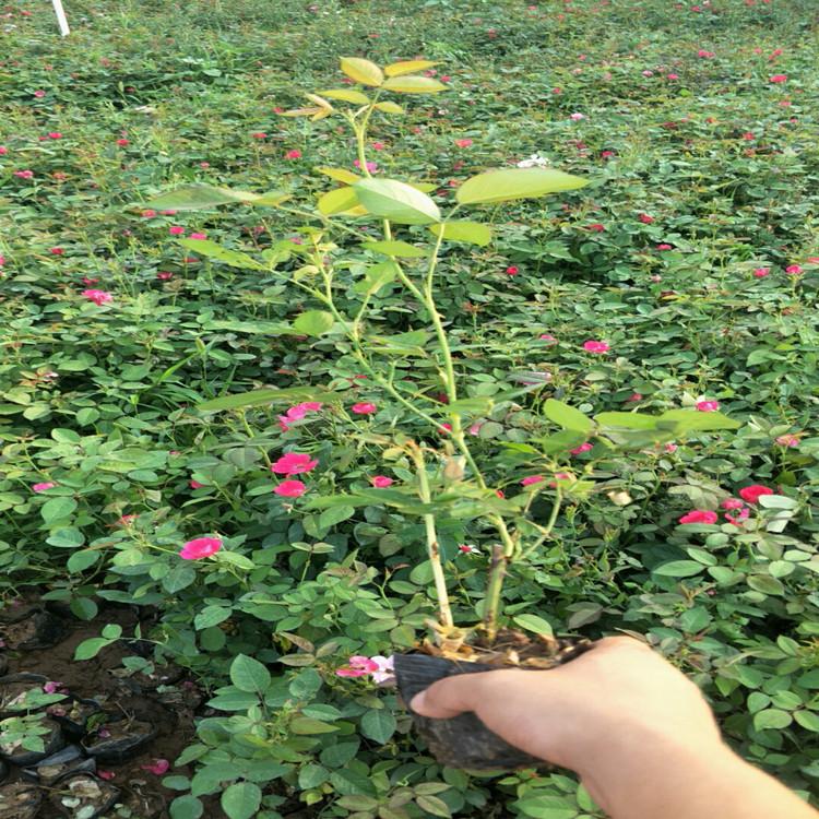河川丰花月季  月季花卉  丰花月季苗订购