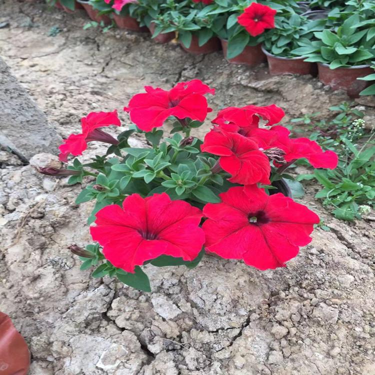 四川矮牵牛  牵牛花   矮牵牛花培育 来电咨询