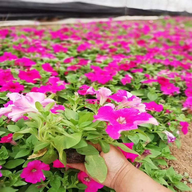 四川矮牵牛  牵牛花   矮牵牛花直销 价格实惠