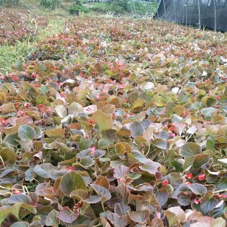 工程用苗 山东工程用苗批发商