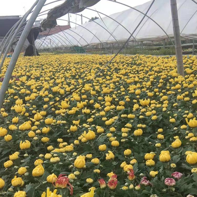 租摆国庆菊 山东国庆菊批发商 锦帆国庆菊