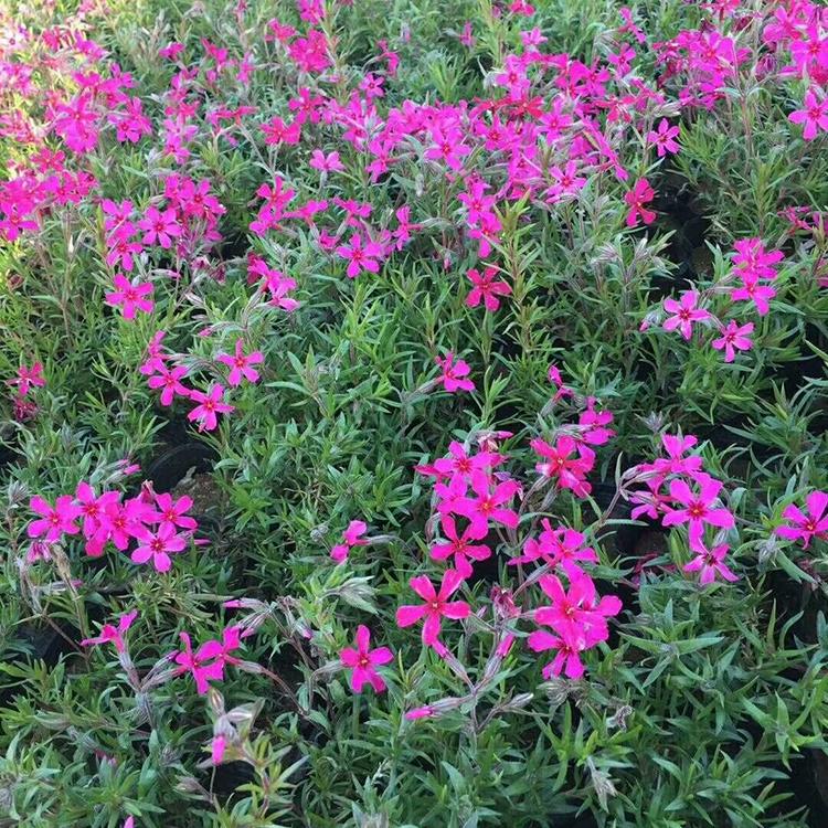 花海用苗 基地大量种植批售 花海用苗批发商
