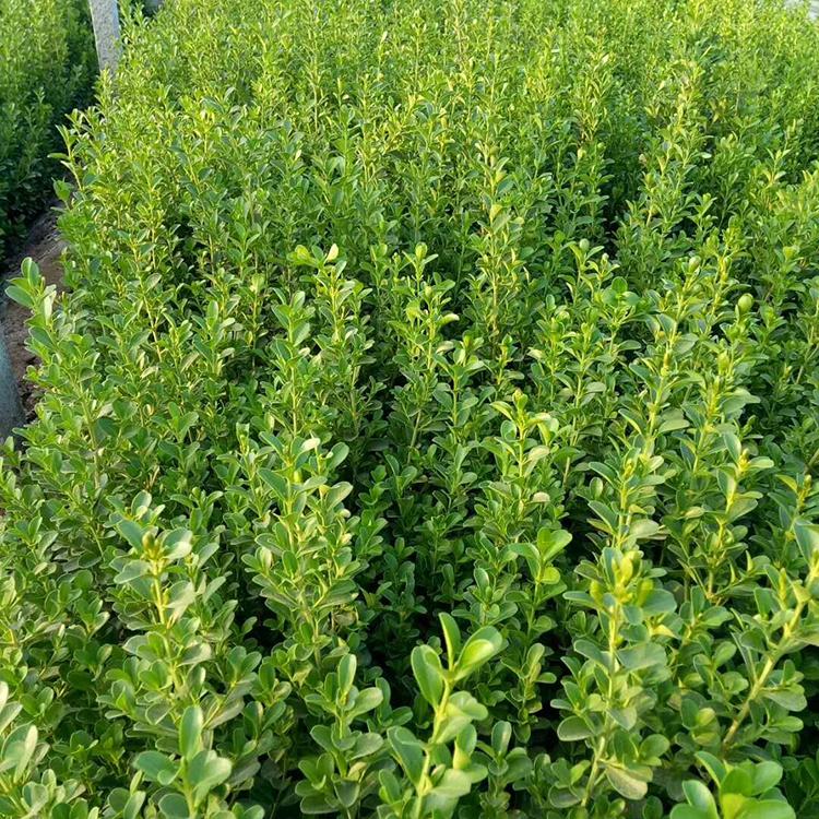 黄杨 基地种植出售 黄杨苗大量现货