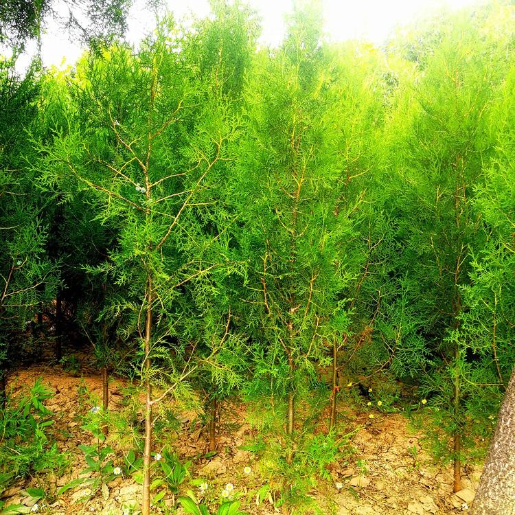 山东侧柏种植基地 大量供应园林绿化用侧柏苗 欢迎咨询