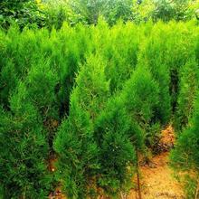 侧柏小苗 侧柏树苗价格 四季常青 荒山造林树