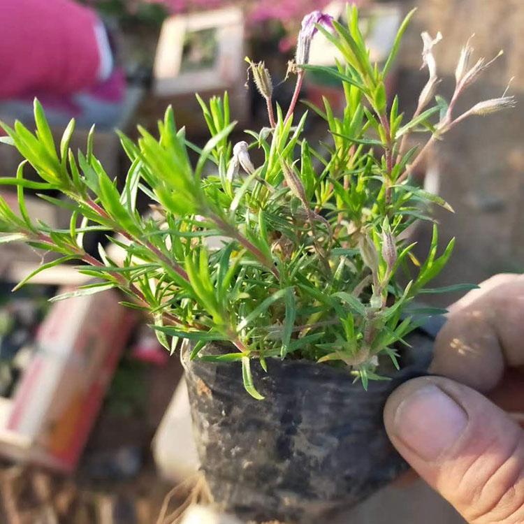 紫色丛生福禄考批售 山东丛生福禄考行情 嘉耀