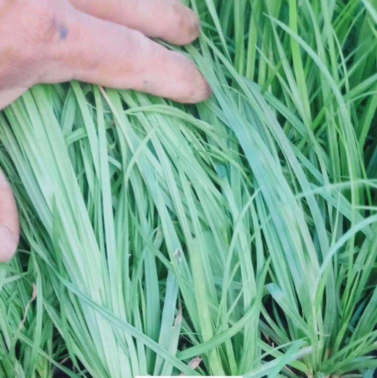 基地供应青绿苔草 青绿苔草小苗 青绿苔草批发