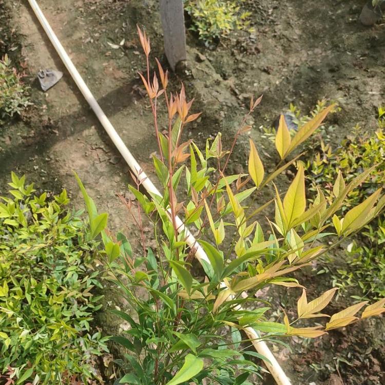 南天竹 现货出售南天竹小苗 青州南天竹供应商