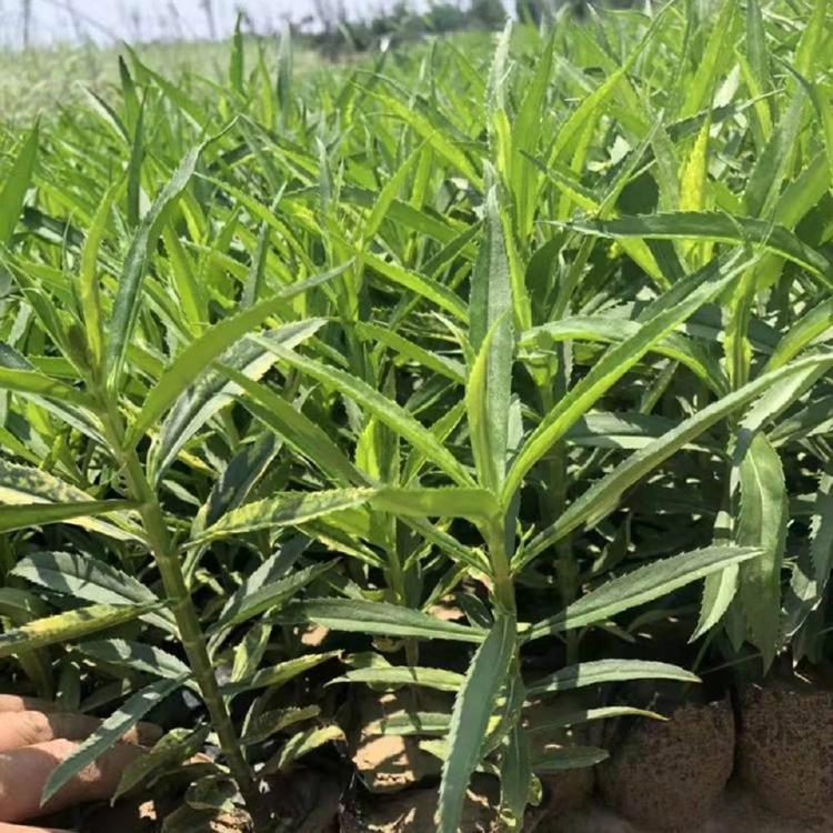 我苗圃批发假龙头供应商种植基地