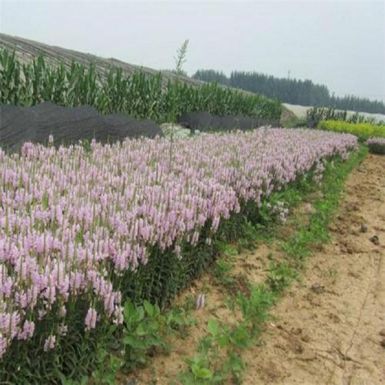 接受预定假龙头供货商假龙头培育基地