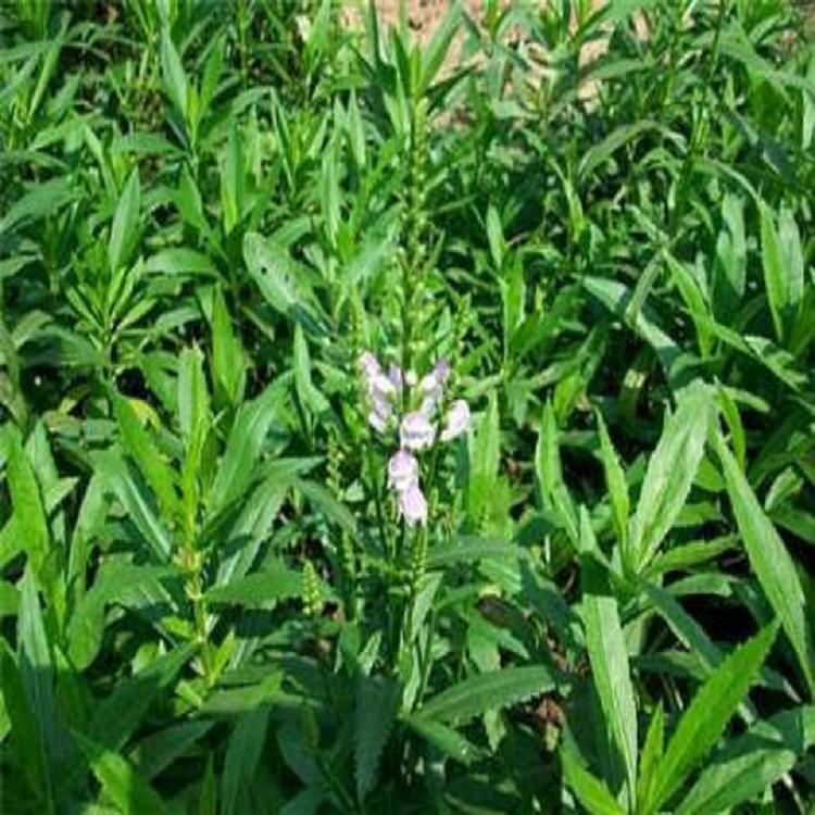 接受预定假龙头基地假龙头种植基地