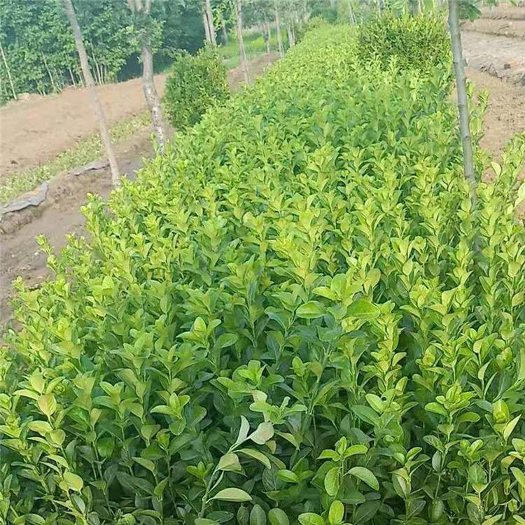 青州卫矛批发商 大量现货批售卫矛