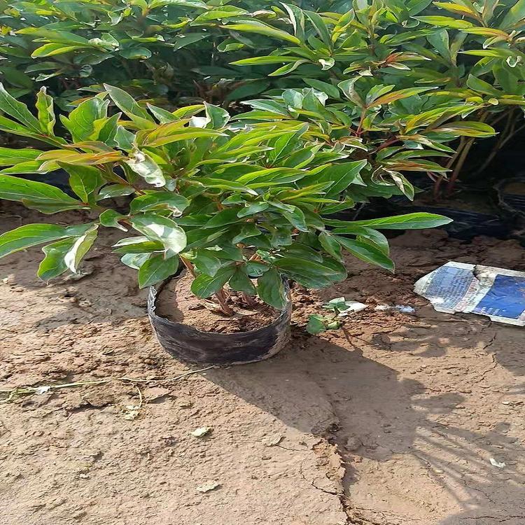 芍药批发价格 青州芍药种植基地-志民花卉 芍药供应