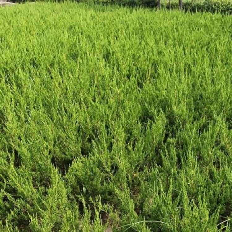 山东小龙柏供应商   小龙柏种植基地  小龙柏报价